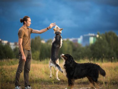 Genç adam iki köpekle yürüyor Bernese Dağ Köpeği ve çoban köpeği yaz tarlasında
