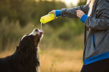 Yan görünüm bir t bernese dağ köpeği içki su