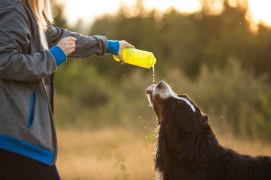 Yan görünüm bir t bernese dağ köpeği içki su
