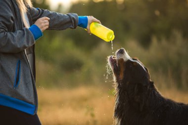 Yan görünüm bir t bernese dağ köpeği içki su