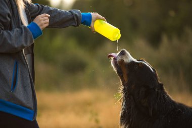 Yan görünüm bir t bernese dağ köpeği içki su