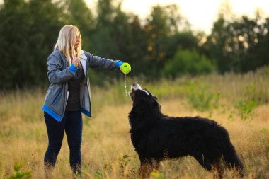 Yan görünüm bir t bernese dağ köpeği içki su