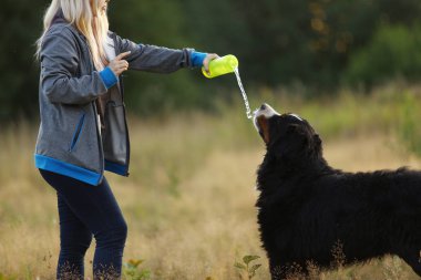 Yan görünüm bir t bernese dağ köpeği içki su