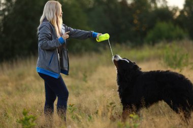 Yan görünüm bir t bernese dağ köpeği içki su