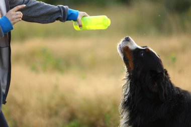Yan görünüm bir t bernese dağ köpeği içki su