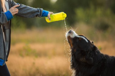 Yan görünüm bir t bernese dağ köpeği içki su