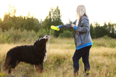 Yan görünüm bir t bernese dağ köpeği içki su