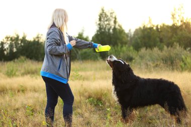 Yan görünüm bir t bernese dağ köpeği içki su