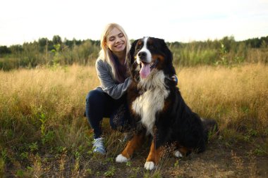 Bernese Dağ Köpeği ile yaz tarlasında yürüyen genç bir kadın.