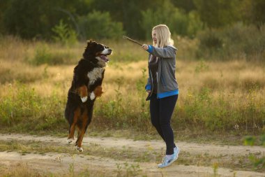 Bernese Dağ Köpeği ile yaz tarlasında yürüyen genç bir kadın.