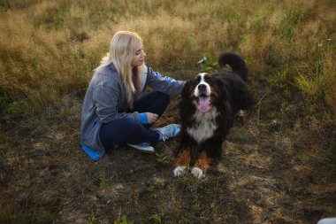 Bernese Dağ Köpeği ile yaz tarlasında yürüyen genç bir kadın.