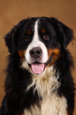 Bernese dağ köpeği kahverengi blackground üzerinde stüdyoda oturan ve kameraya bakarak