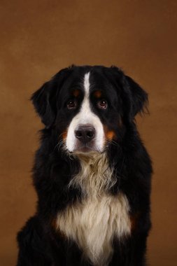 Bernese dağ köpeği kahverengi blackground üzerinde stüdyoda oturan ve kameraya bakarak