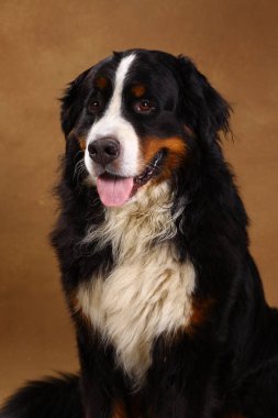 Bernese dağ köpeği kahverengi blackground üzerinde stüdyoda oturan ve kameraya bakarak