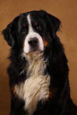 Bernese dağ köpeği kahverengi blackground üzerinde stüdyoda oturan ve kameraya bakarak