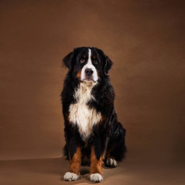 Bernese dağ köpeği kahverengi blackground üzerinde stüdyoda oturan ve kameraya bakarak