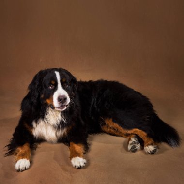 Bernese dağ köpeği kahverengi blackground üzerinde stüdyoda oturan ve kameraya bakarak