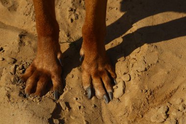 Bir kum zemin üzerinde Rhodesian ridgeback köpek pençeleri yukarıdan görünümü