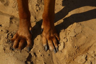 View from above at rhodesian ridgeback dog's paws on a sand ground clipart