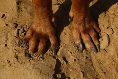 Bir kum zemin üzerinde Rhodesian ridgeback köpek pençeleri yukarıdan görünümü