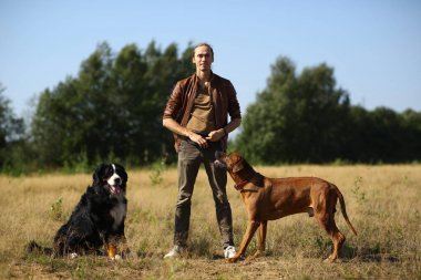 Genç adam iki köpekle yürüyor Bernese Dağ Köpeği ve Ridgeback yaz tarlasında