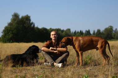 Genç adam iki köpekle yürüyor Bernese Dağ Köpeği ve Ridgeback yaz tarlasında