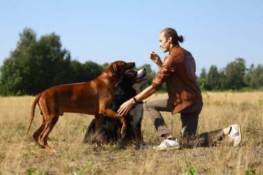 Genç adam iki köpekle yürüyor Bernese Dağ Köpeği ve Ridgeback yaz tarlasında