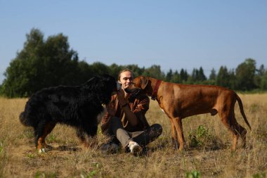 Genç adam iki köpekle yürüyor Bernese Dağ Köpeği ve Ridgeback yaz tarlasında