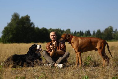 Genç adam iki köpekle yürüyor Bernese Dağ Köpeği ve Ridgeback yaz tarlasında