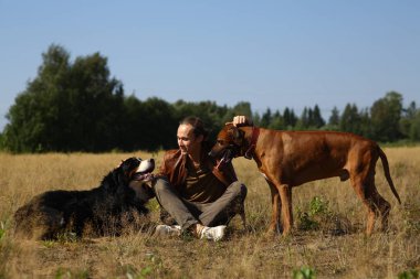 Genç adam iki köpekle yürüyor Bernese Dağ Köpeği ve Ridgeback yaz tarlasında