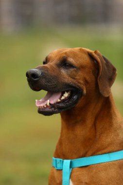 Köpek Rhodesian ridgeback bir alanda açık havada yürümek