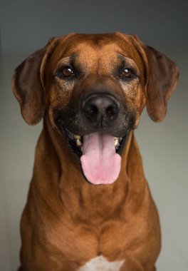 Stüdyoda gri Arka Plan bir Rhodesian Ridgeback Dog stüdyo çekimi