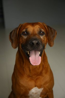 Stüdyoda gri Arka Plan bir Rhodesian Ridgeback Dog stüdyo çekimi