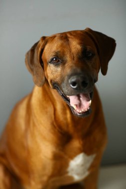 Stüdyoda gri Arka Plan bir Rhodesian Ridgeback Dog stüdyo çekimi