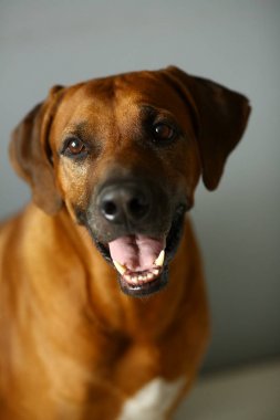 Stüdyoda gri Arka Plan bir Rhodesian Ridgeback Dog stüdyo çekimi