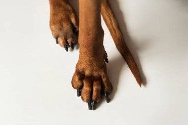 Stüdyoda beyaz zemin üzerinde Rhodesian Ridgeback Dog pençeleri görünümü