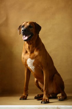 Kahverengi Arka Plan bir Rhodesian Ridgeback Köpek Stüdyo çekim