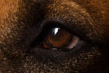 Rhodesian Ridgeback Dog gözünde yakından görünümü