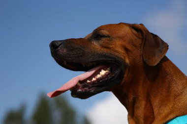 Bir alanda açık havada bir yürüyüş için bir Rodos ridgeback yan görünümü