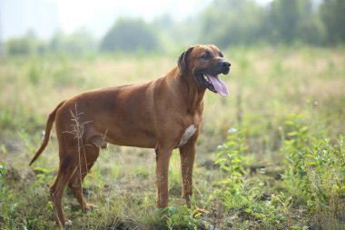 Bir alanda açık havada bir yürüyüş için bir Rodos ridgeback yan görünümü