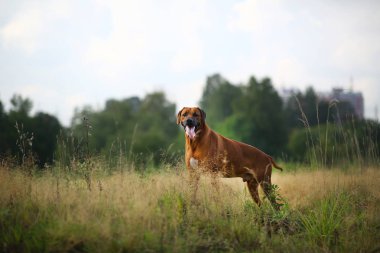 Bir alanda açık havada bir yürüyüş için bir Rodos ridgeback yan görünümü