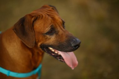 Bir alanda açık havada bir yürüyüş için bir Rodos ridgeback yan görünümü