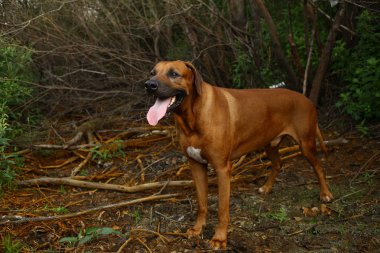 Bir alanda açık havada bir yürüyüş için bir Rodos ridgeback yan görünümü