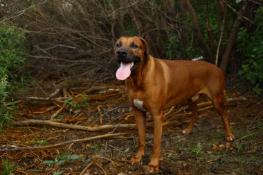 Bir alanda açık havada bir yürüyüş için bir Rodos ridgeback yan görünümü