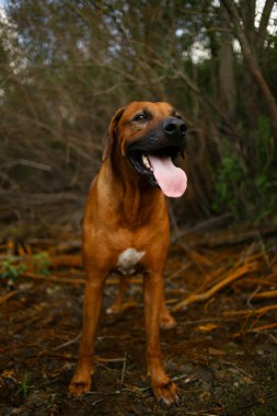bir alanda açık havada bir yürüyüş için bir rodos ridgeback ön görünümü