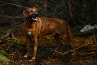 bir alanda açık havada bir yürüyüş için bir rodos ridgeback ön görünümü