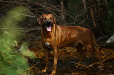Front view at a rhodesian ridgeback for a walk outdoors on a field clipart