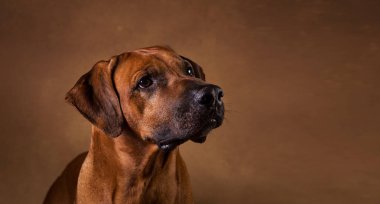 Kahverengi Arka Plan bir Rhodesian Ridgeback Köpek Stüdyo çekim