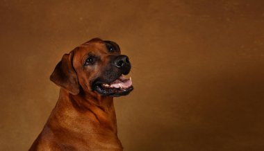 Kahverengi Arka Plan bir Rhodesian Ridgeback Köpek Stüdyo çekim