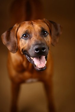 Kahverengi Arka Plan bir Rhodesian Ridgeback Köpek Stüdyo çekim